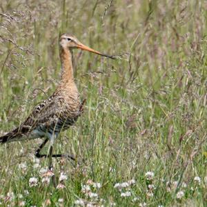 Black-tailed Godwit