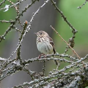 Tree Pipit