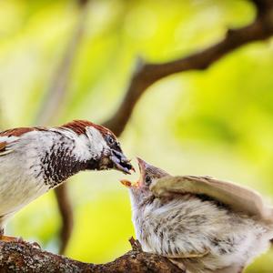 House Sparrow