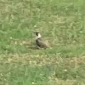 Eurasian Green Woodpecker