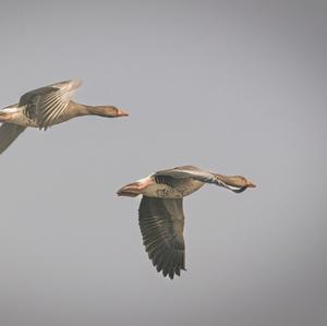 Greylag Goose