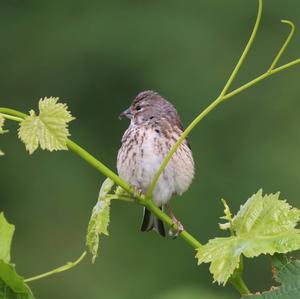 Eurasian Linnet