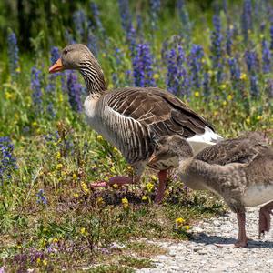 Greylag Goose