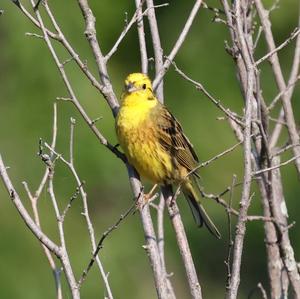 Yellowhammer