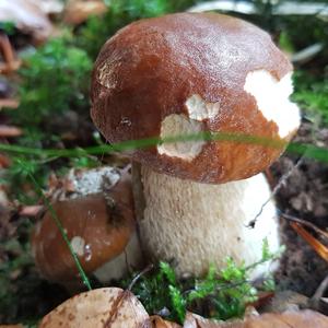 King Bolete