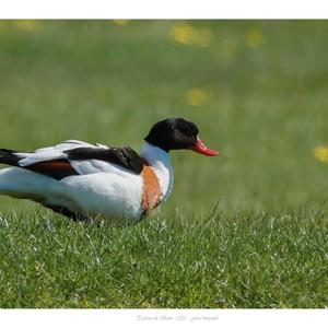 Common Shelduck