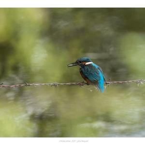 Common Kingfisher