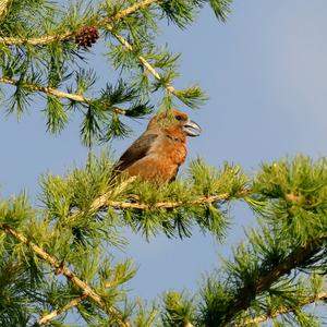 Red Crossbill