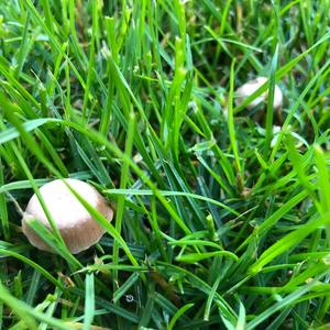 Lawn Mower`s Mushroom