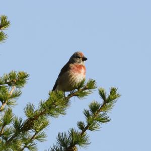 Eurasian Linnet