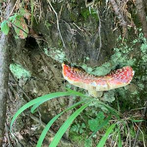 Fly Agaric