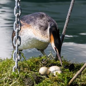 Great Crested Grebe