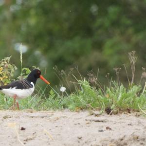 Eurasian Oystercatcher