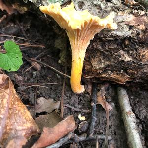 Chanterelle, Common