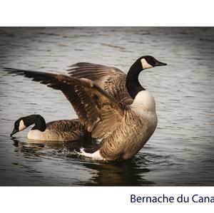 Canada Goose