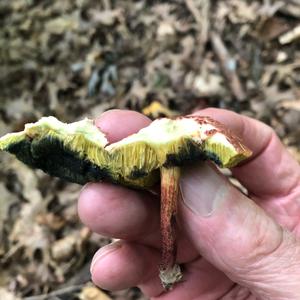 Red-cracked Bolete