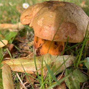 Lurid Bolete