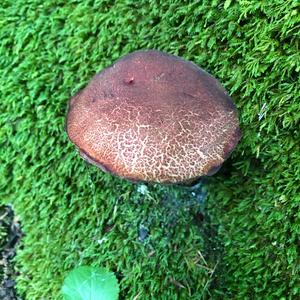 Red-cracked Bolete