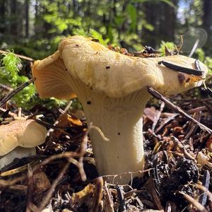 Chanterelle, Common