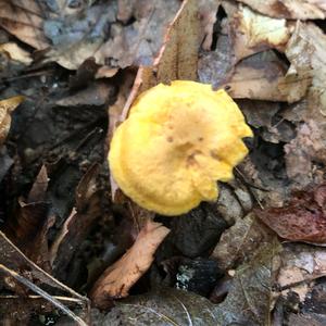 Chanterelle, Common