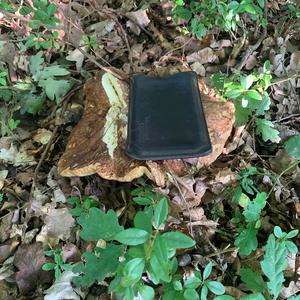 Summer Bolete