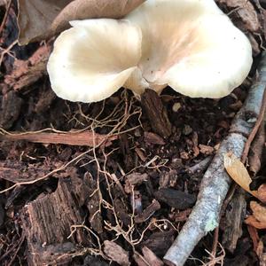 Funnel Clitocybe