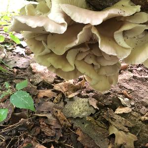 Oyster Mushroom