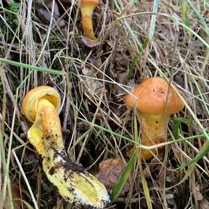 Larch Suillus