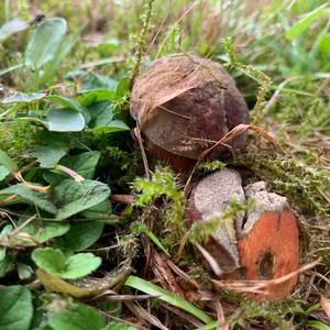 Lurid Bolete