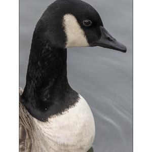 Bar-headed Goose