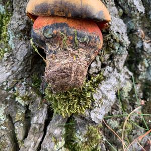 Dotted-stem Bolete