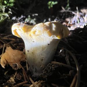 Chanterelle, Common