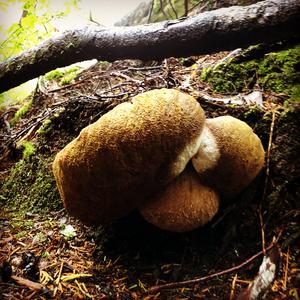 King Bolete