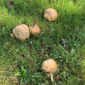 Summer Bolete