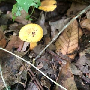 Chanterelle, Common