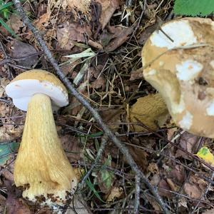 Bitter Bolete