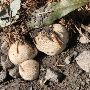 Gem-studded Puffball