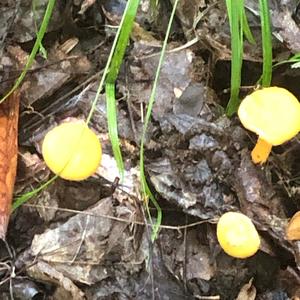 Chanterelle, Common