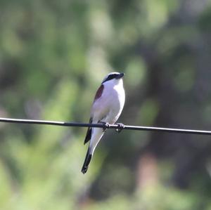 Red-backed Shrike