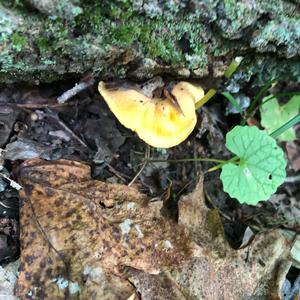 Chanterelle, Common