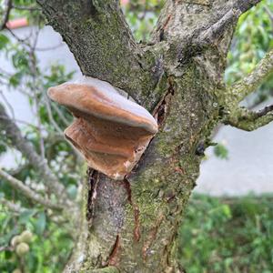 Tinder Polypore