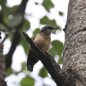 Wood Nuthatch