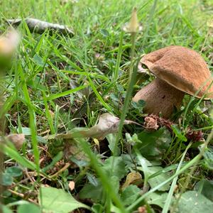 Lurid Bolete