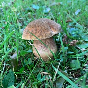 Lurid Bolete