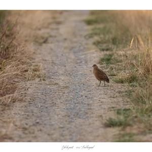 Corncrake