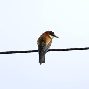 European Bee-eater