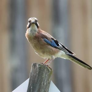 Eurasian Jay