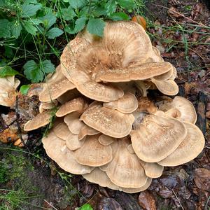 Black-staining Polypore