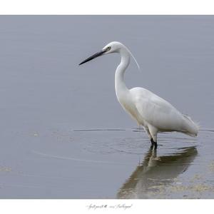 Little Egret