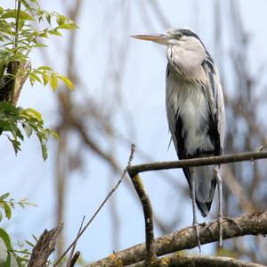 Grey Heron